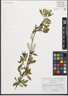 Foto von Salix purpurea L.